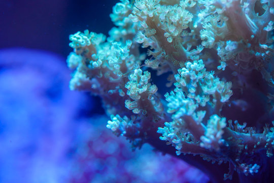 Close up of Green Kenya Tree Coral..(Capnella sp.)