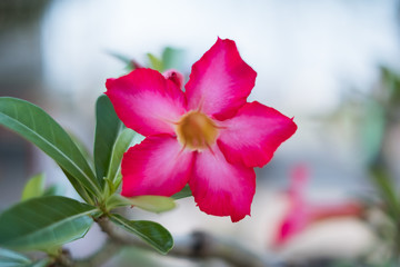 Mock Azalea or Adenium obsesum It is an ornamental plant and flower with pink Beautiful bloom.