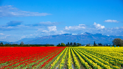 field of tulips