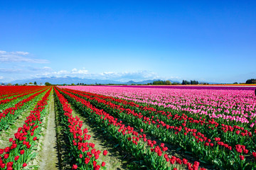 field of tulips