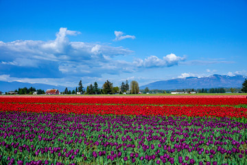 field of tulips