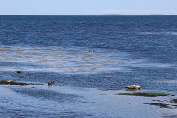 Fototapeta premium grey seal