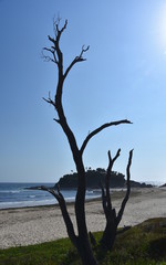 View onto the coast near Seal Rocks on a sunny day. The little island at the southern end of Number One Beach Seal Rocks Myall Lakes National Park Great Lakes NSW Australia.