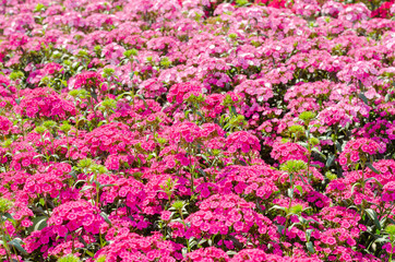 red and pink sweet william or Dianthus barbatus in the garden