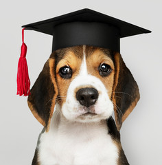 Cute Beagle puppy in a graduation cap