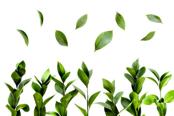 Spring background with young green plants and leaves on white background top view pattern