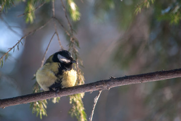bird on a branch tit