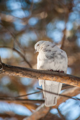 pigeons on a branch