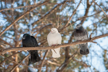 pigeons on a branch