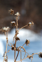 dried flowers in the forest