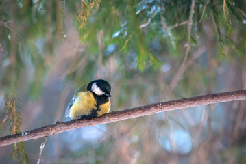 great tit on branch