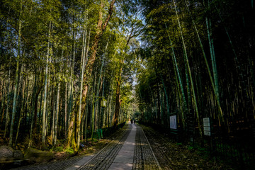 Plakat Yunxi Bamboo Trail, Spring Outing