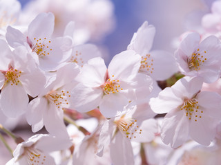 サクラの花