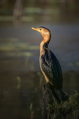 Little Pied Cormorant, Australia