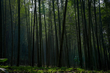 Fototapeta premium Yunxi Bamboo Trail, Spring Outing