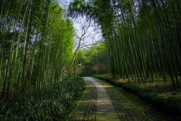 Fototapeta na wymiar Yunxi Bamboo Trail, Spring Outing