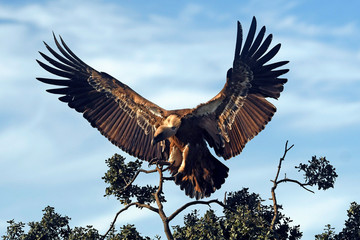 landender Gänsegeier (Gyps fulvus) - Griffon vulture