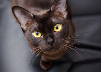 Close-up portrait of Brown Burmese Cat with Chocolate fur color and yellow eyes, Curious Looking, on black background European Burmese Personality