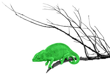 Caméléon vert sur branche 