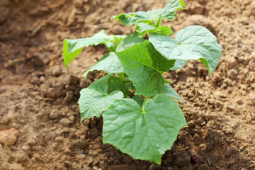 Cucumber plant growing in a garden bed