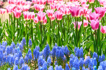 桃色のチューリップの花とムスカリの花畑