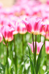 桃色のチューリップの花