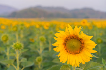 Fototapeta premium Field of Sunflower blooming in Sunflowers garden