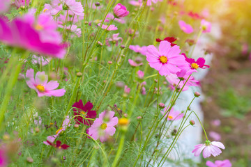 Cosmos colorful flower in the beautiful garden