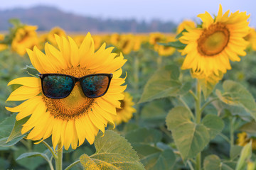 sunglasses of Sunflower blooming in Sunflowers garden