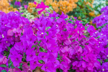 Fototapeta premium Colorful bougainvillea flowers in the garden for floral background