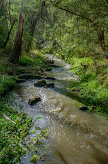 Andersons Creek vert