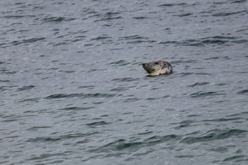 grey seal