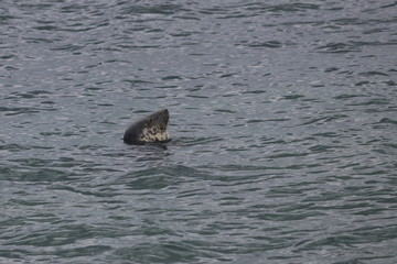 Fototapeta premium grey seal