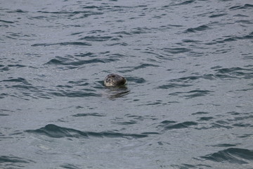 grey seal