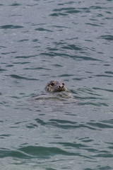 Fototapeta premium grey seal