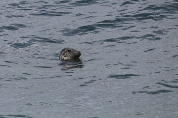 Fototapeta premium grey seal
