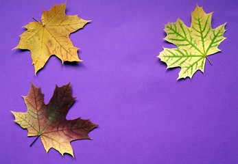 autumn maple leaves on purple background