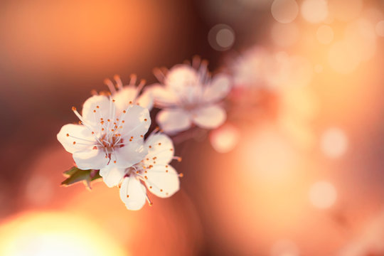 Flowering apricot, beatiful spring, flowers natural colorful background, blurred image, space for text, selective focus