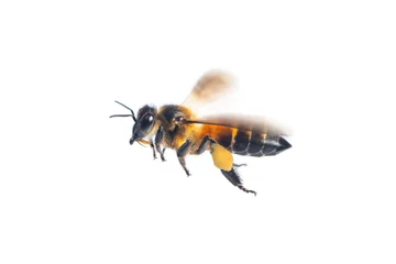 Papier Peint photo Lavable Abeille Un gros plan d& 39 abeille volante isolé sur fond blanc