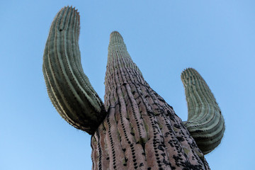 Up-Close shot of a Saguaro cactus in Saguaro National Park (Tucson, Arizona).