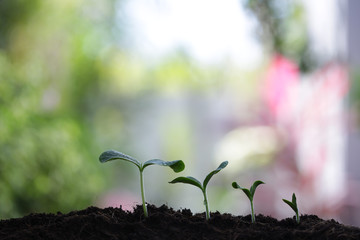 small tree sapling plants planting 