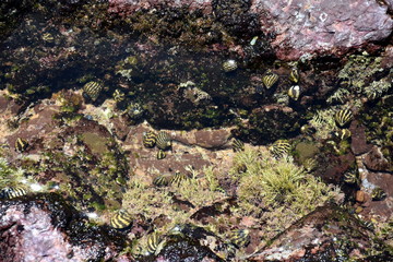 Large group of little sea snails on the rock. Snails resting on pebbles. Sea snail shells laying on the bottom in the sand.