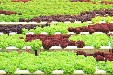 Organic salad vegetable food