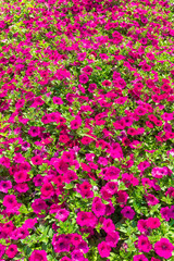 colorful blooming petunia flower in garden