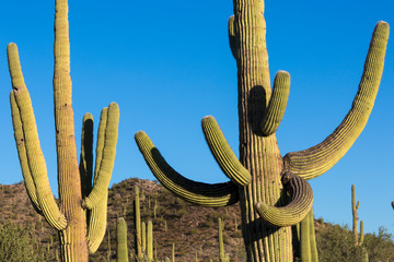 Up-Close shot of a Saguaro cactus in Saguaro National Park (Tucson, Arizona).