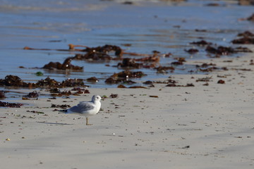 ile de batz