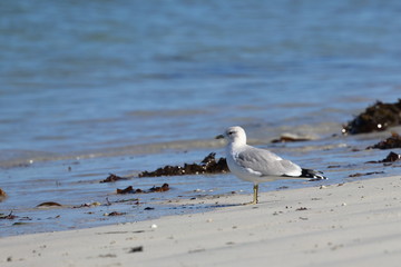 ile de batz