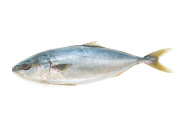 whitefish on white background