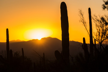 Landscape view of Saguaro National Park during the sunset near Tucson, Arizona.