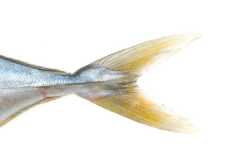 fish tail on white background